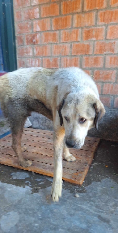 ქართული ქოფაკი თემქის დასახლება 5 კვარტალი