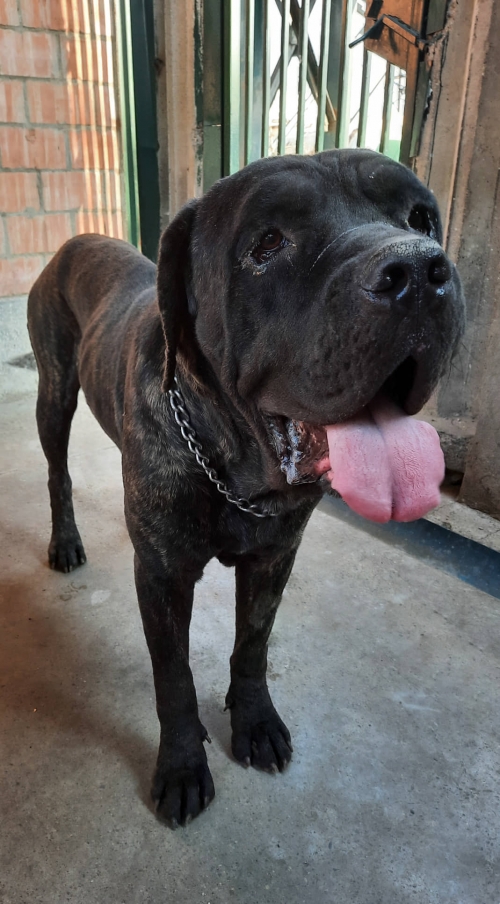 კანე კორსო მოიყვანა მუნიციპალურმა თავშესაფარმა