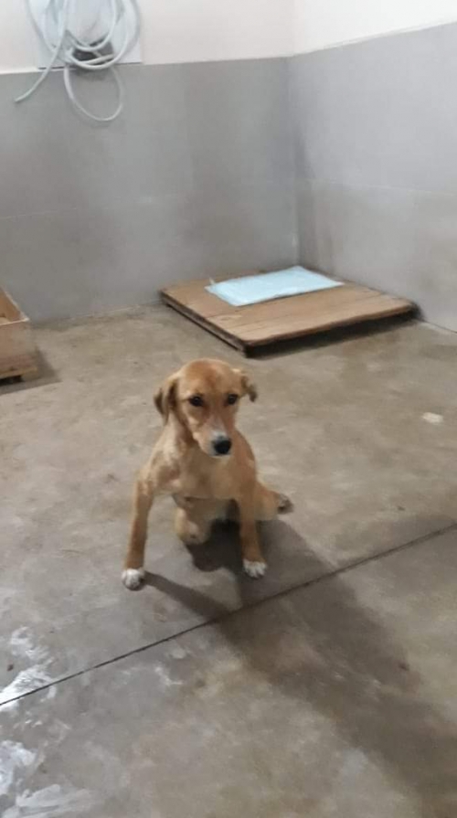 მეტისი უსახელო