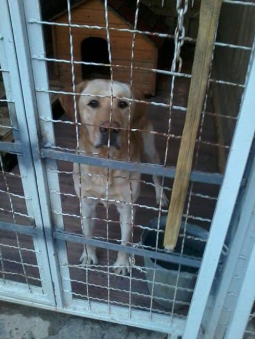 ლაბრადორი გოლდი