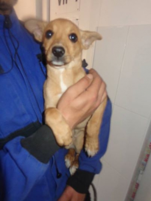 ტოი ტერიერ უსახელო