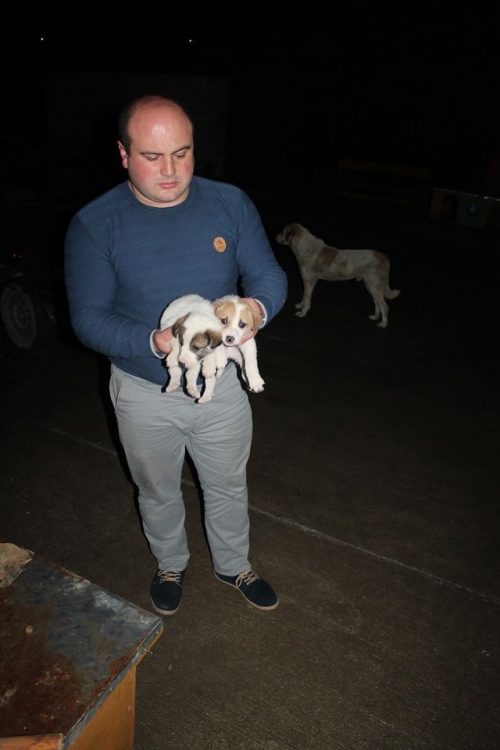 ქართული ქოფაკი უსახელო