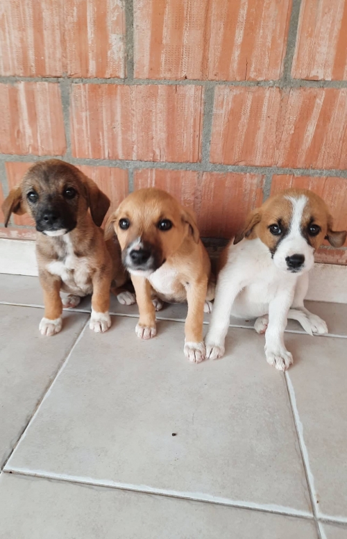 მეტისი ალგეთის ეროვნულ პარკი