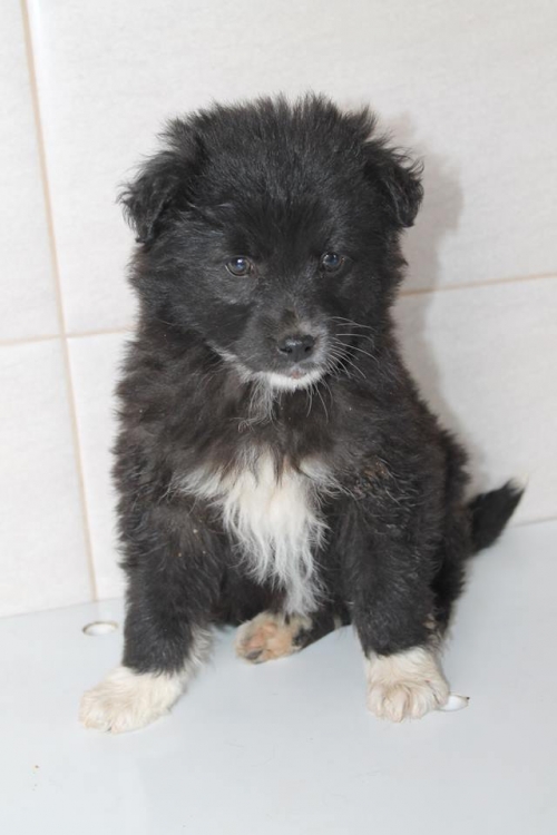 მეტისი უსახელო