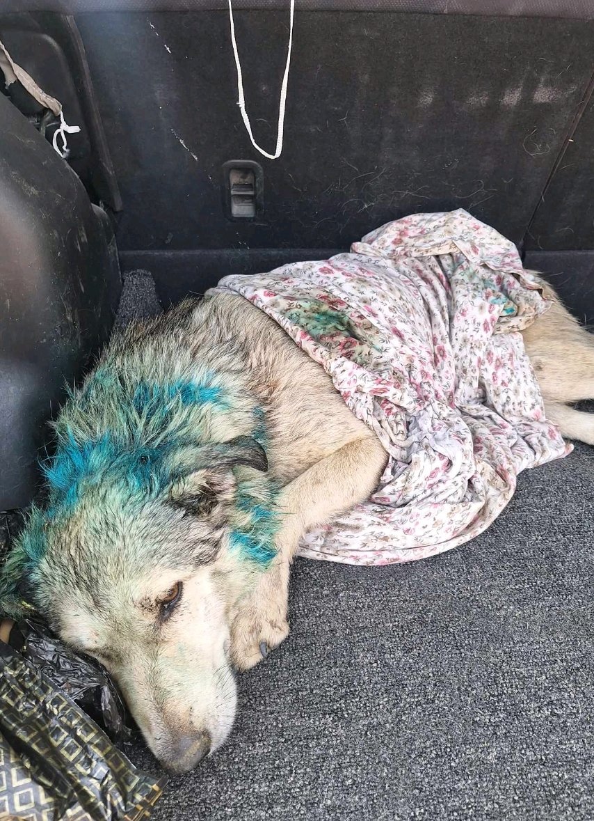 მეტისი. გლდანი