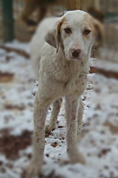 მეტისი უსახელო