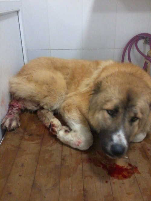 კავკასიური ნაგაზი ლომა