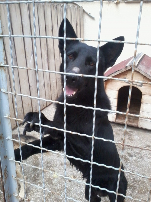 ბელგიური ნაგაზი ჩორნა