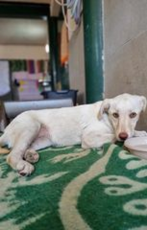 მეტისი წმ ბარბარეს უბანში იპოვა