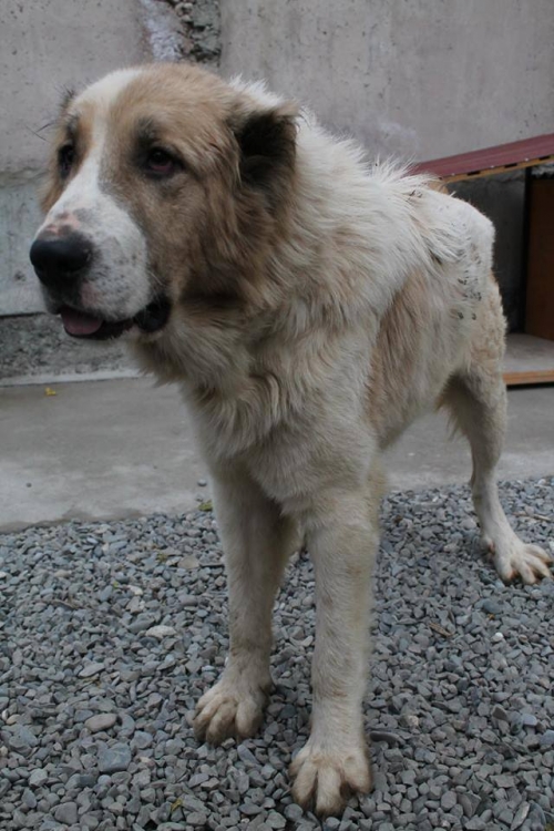 ქართული ნაგაზი ლომა