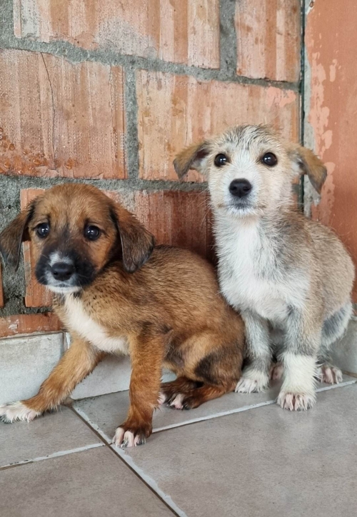 მეტისი დუშეთი