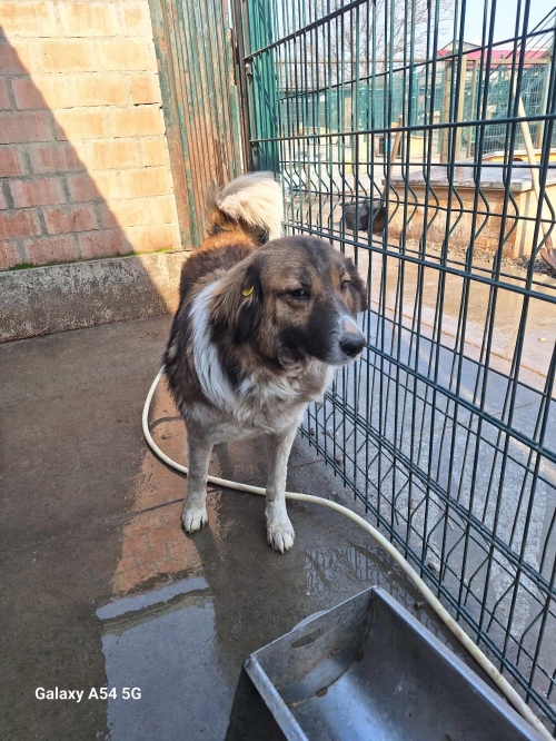 ქართული ქოფაკი ისნის მეტრო