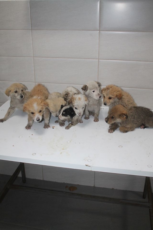 მეტისის ლეკვები უსახელო