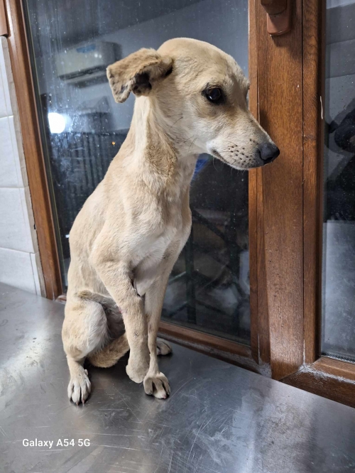 მეტისი ქუთაისი