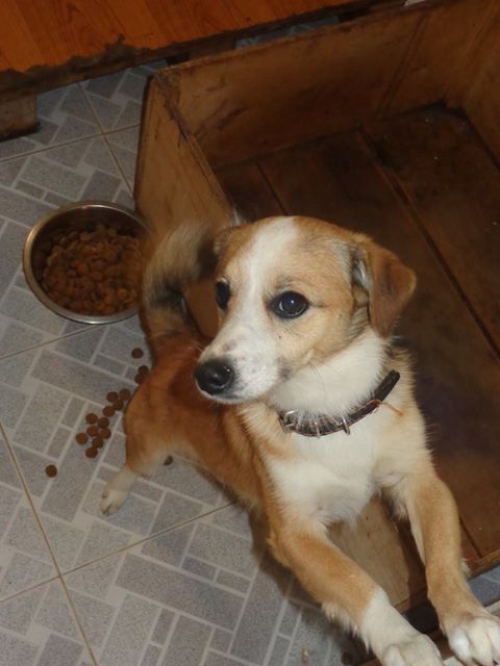 მეტისი რიჩი