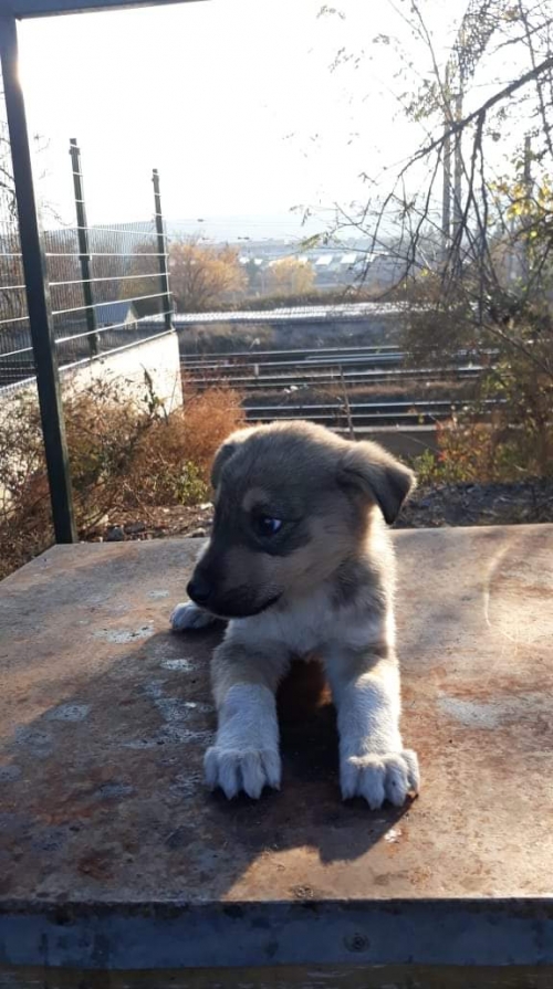 ქართული ქოფაკი უსახელო