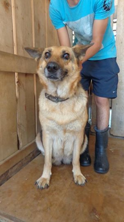 გერმანული ნაგაზი ლილუ