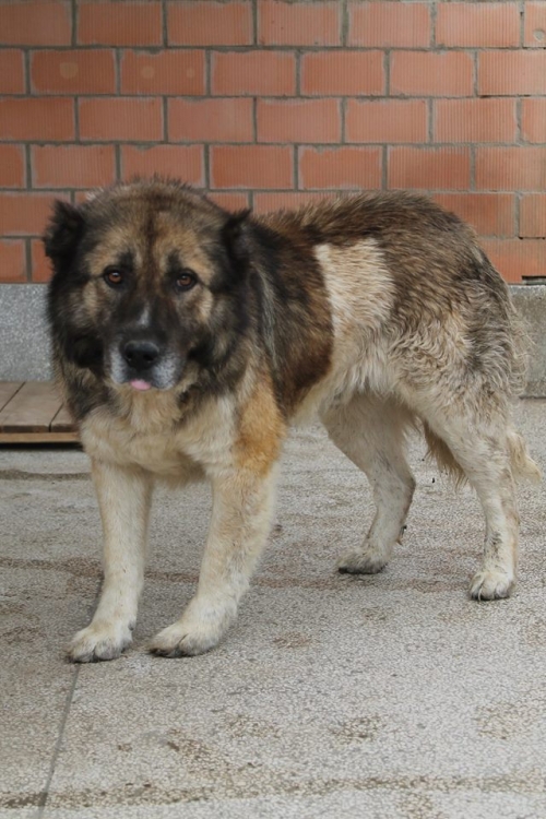 ქართული ქოფაკი როკი