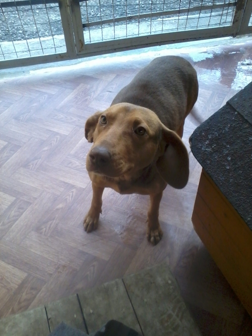 გონჩი ლედი