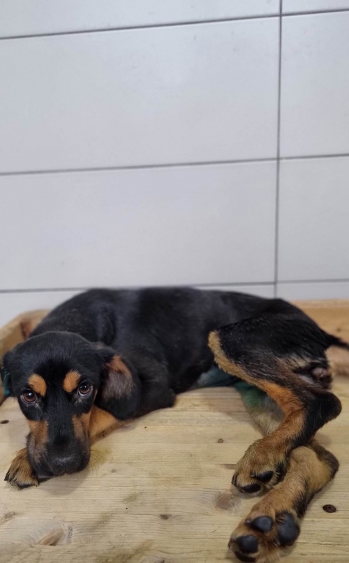 მეტისი გადმოყვანილია მუნიციპალური თავშესაფრიდან