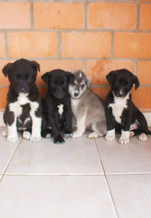 მეტისის ლეკვები უსახელო