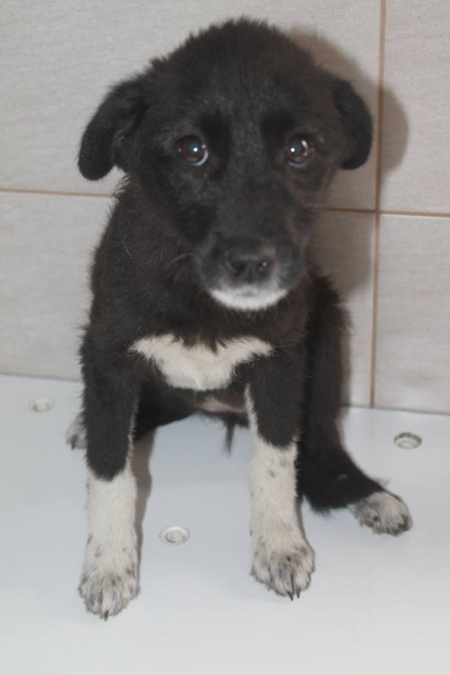 მეტისი უსახელო