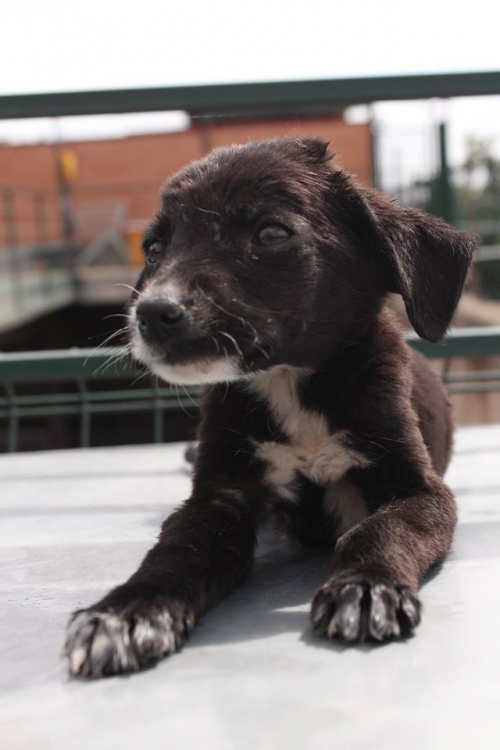 მეტისი უსახელო