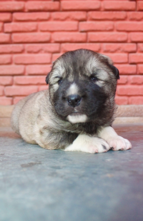 ქართული ქოფაკი უსახელო