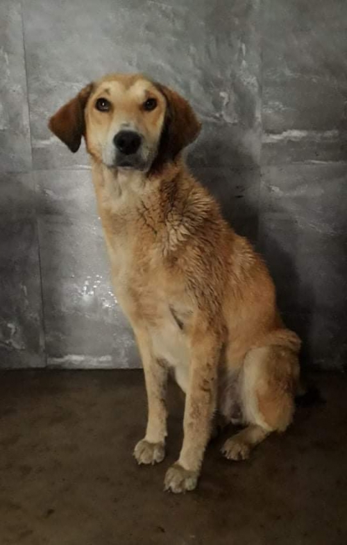 მეტისი უსახელო