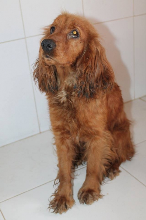 კოკერსპანიელი უსახელო