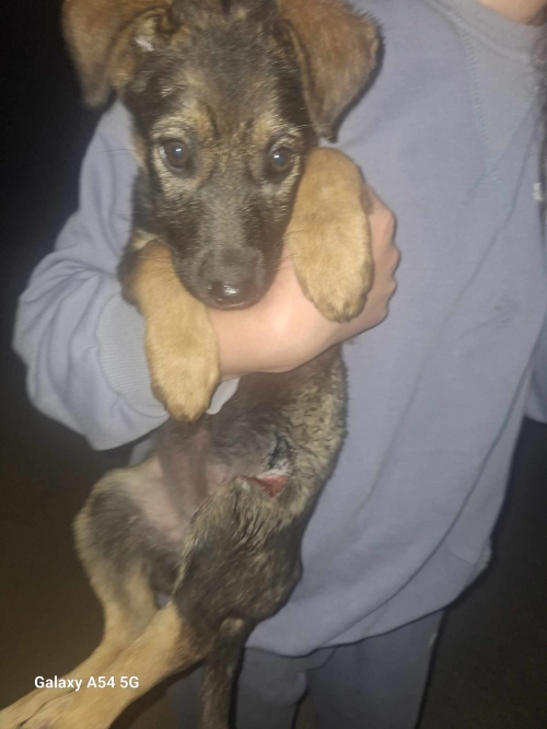 მეტისი ზაჰესი