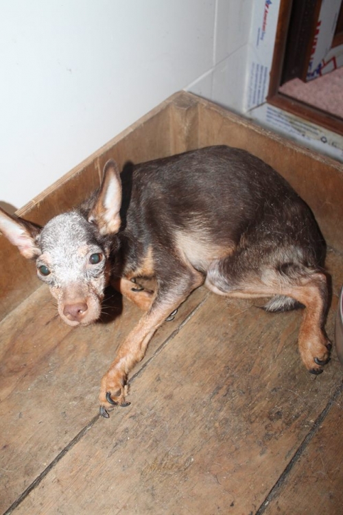 ჩიხუა ხუა ბაბი