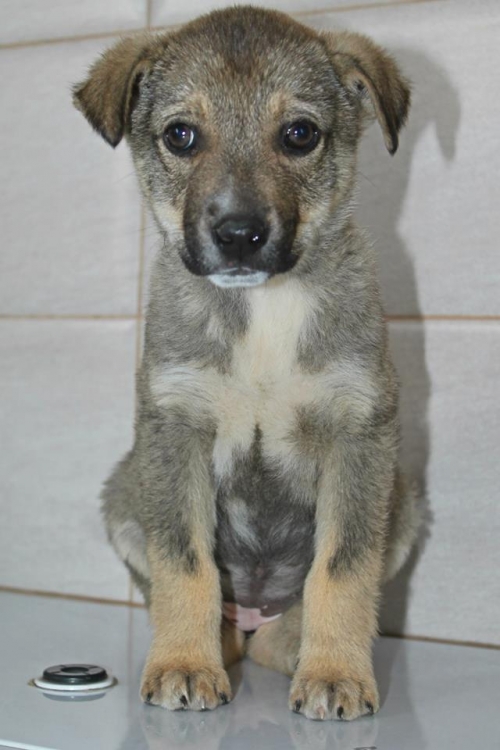 მეტისი უსახელო