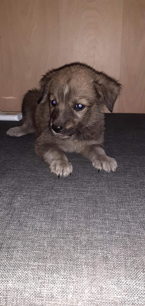 მეტისი უსახელო