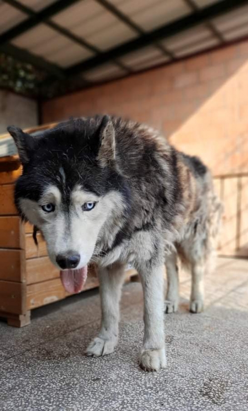 ლაიკა ნაპოვნია ლილოს დასახლებაში