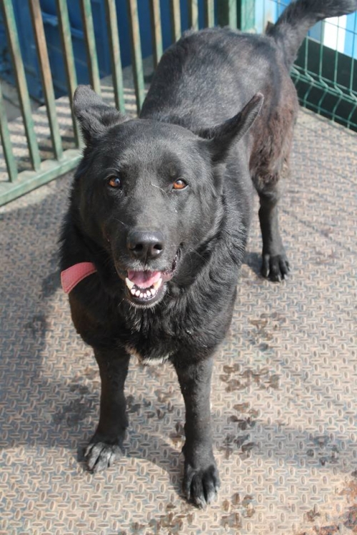 ბელგიური ნაგაზი ქენდისი