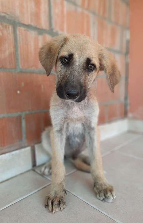 მეტისი დიდიღომი