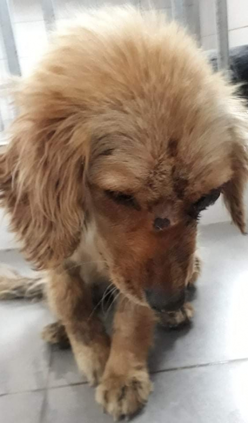 მეტისი უსახელო