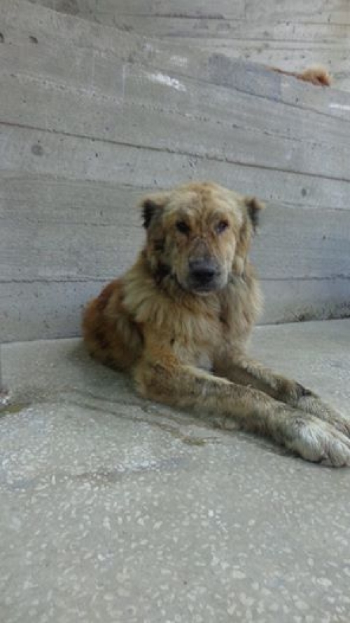 ქართული ნაგაზი უსახელო