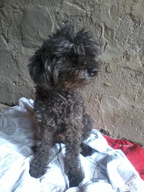 პუდელი ჯესი