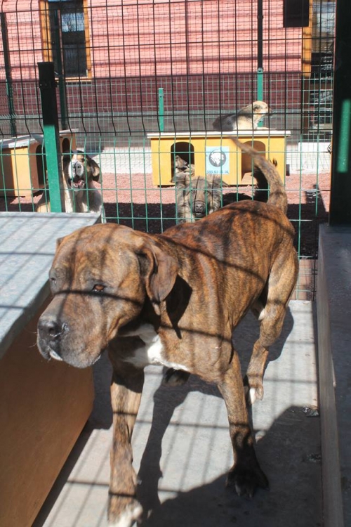 როტვეილერის მეტისი ბასა