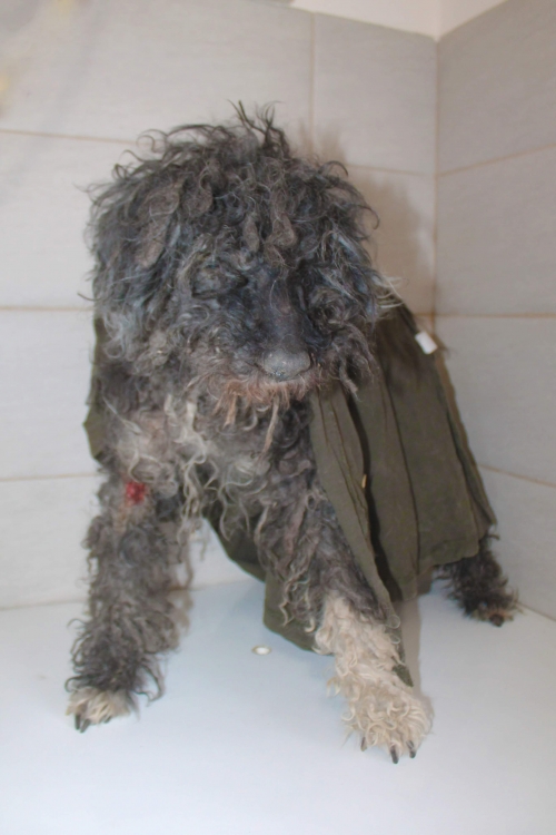 პუდელი უსახელო