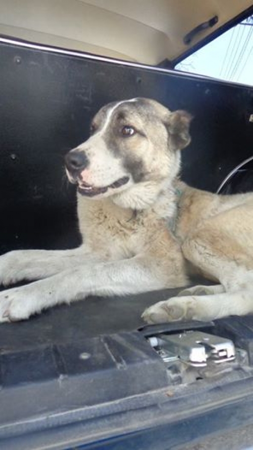 ქართული ქოფაკი მურა