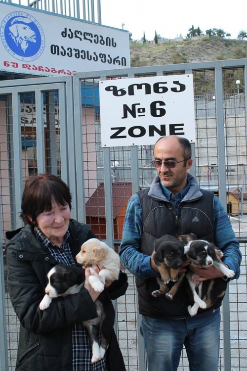 მეტისის ლეკვები უსახელო