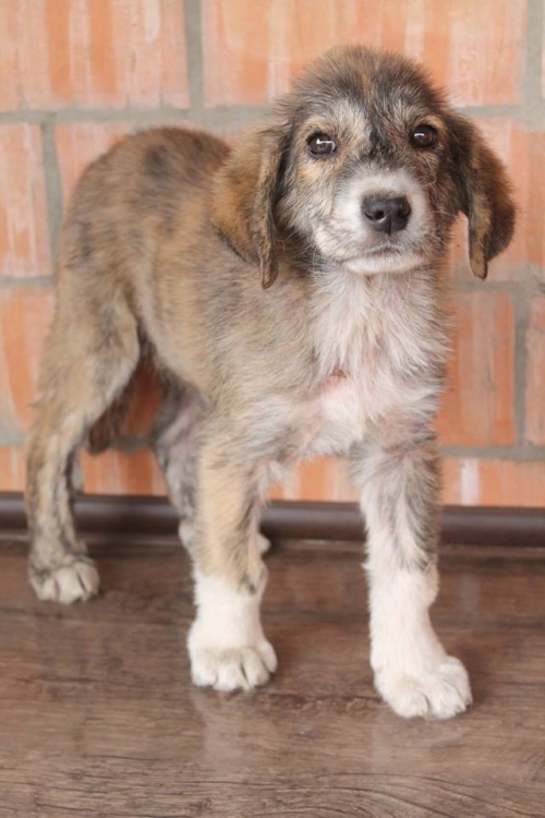 მეტისი უსახელო