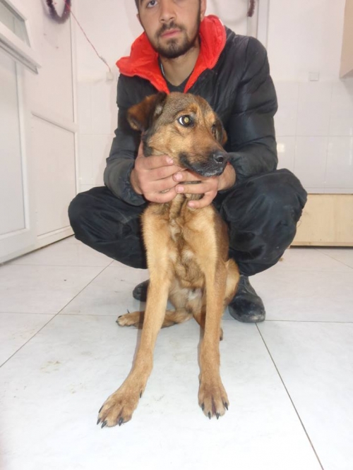 მეტისი უსახელო