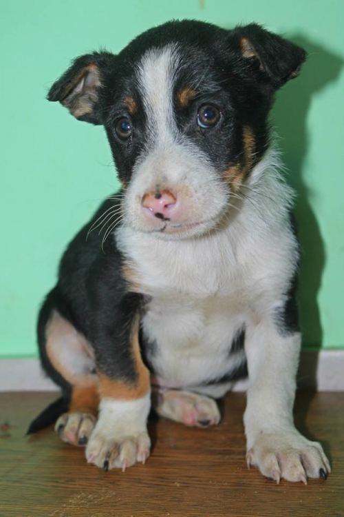 მეტისი უსახელო