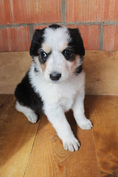 მეტისი უსახელო