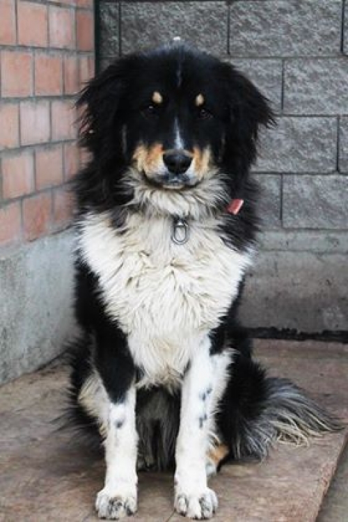 ქართული ქოფაკი რექსი