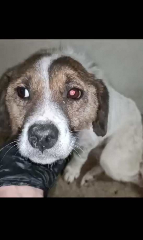 მეტისი მარიამ კოჩიევი